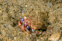 Pagurus ochotensis (Alaskan Hermit Crab)