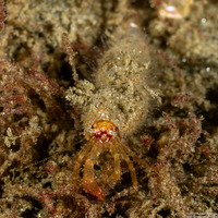 Orthopagurus minimus (Toothshell Hermit Crab)