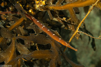 Syngnathus leptorhynchus (Bay Pipefish)