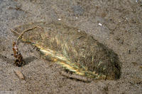 Aphrodita japonica (Sea Mouse)