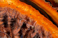 Ophiactis simplex (Ophiactis Simplex)