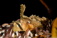 Nautichthys oculofasciatus (Sailfin Sculpin)