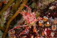 Pugettia richii (Cryptic Kelp Crab)