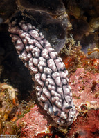 Phyllidiopsis fissurata (Phyllidiopsis Fissurata)