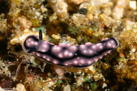 Phyllidiella lizae (Liz's Phyllidiella)