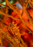 Miropandalus hardingi (Dragon Shrimp)