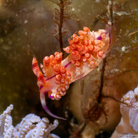Coryphellina flamma (Flame Coryphellina)