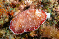 Chromodoris reticulata (Reticulated Chromodoris)