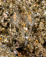 Sycozoa pedunculata (Noddy Ascidian)