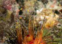 Astropyga radiata (Radiant Sea Urchin)