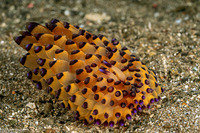 Janolus savinkini (Savinkin's Janolus)