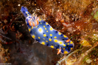 Hypselodoris infucata (Fire Hypselodoris)