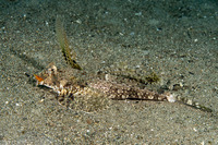 Dactylopus kuiteri (Orange & Black Dragonet)