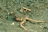 Dorippe frascone (Urchin Carry Crab)