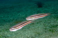 Valenciennea helsdingenii (Twostripe Goby)