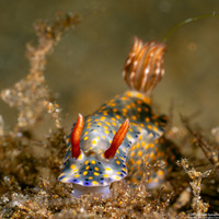 Hypselodoris roo (Roo Hypselodoris)