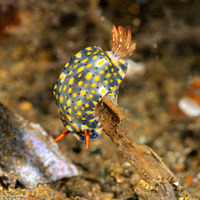 Hypselodoris roo (Roo Hypselodoris)