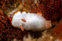 Goniobranchus verrieri (Two-Band Chromodoris)