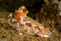 Ceratosoma tenue (Many-Lobed Ceratosoma)