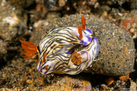 Hypselodoris zephyra (Zephyra Hypselodoris)