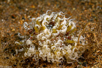 Boloceroides mcmurrichi (Swimming Anemone)