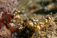 Thor amboinensis (Squat Shrimp)