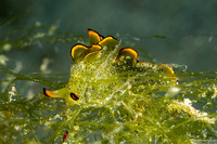 Elysia ornata (Ornate Sapsucking Slug)