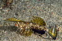 Dactylopus kuiteri (Orange & Black Dragonet)