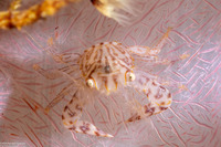 Lissoporcellana quadrilobata (Four-Lobed Porcelain Crab)
