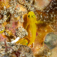 Lubricogobius exiguus (Ornate Goby)