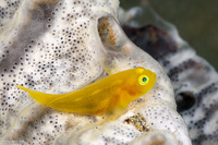 Lubricogobius exiguus (Ornate Goby)