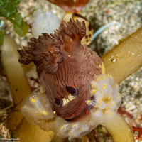 Nembrotha mullineri (Mulliner’s Nembrotha)