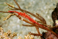 Tozeuma lanceolatum (Ocellated Tozeuma Shrimp)
