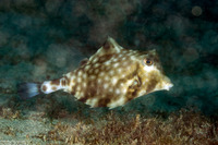 Tetrosomus gibbosus (Humpback Turretfish)
