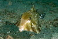 Tetrosomus gibbosus (Humpback Turretfish)
