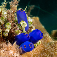 Clavelina coerulea (Clavelina Coerulea)