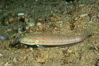 Valenciennea puellaris (Orange-Dashed Goby)