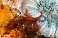 Oncinopus sp.1 (Orangutan Crab)