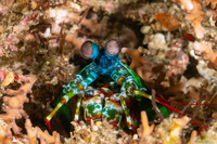 Odontodactylus scyllarus (Peacock Mantis Shrimp)