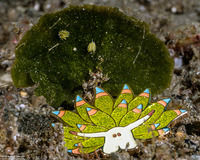Costasiella kuroshimae (Kuro Sapsucking Slug)