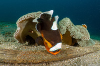 Amphiprion polymnus (Saddleback Anemonefish)