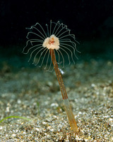 Corymorpha tropica (Corymorpha Tropica)