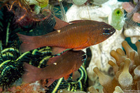 Ostorhinchus moluccensis (Moluccan Cardinalfish)