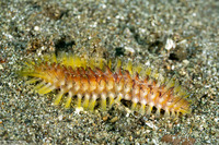 Chloeia fusca (Darklined Fireworm)