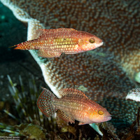 Oxycheilinus celebicus (Celebes Wrasse)