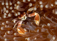 Neopetrolisthes maculatus (Spotted Porcelain Crab)