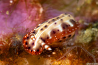 Hypselodoris decorata (Decorated Hypselodoris)