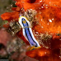 Chromodoris annae (Anna's Chromodoris)