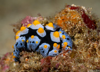 Phyllidia picta (Painted Phyllidia)