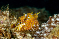 Lactoria fornasini (Thornback Cowfish)
